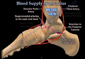 blood supply of talus Jpg