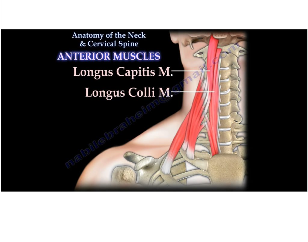 Muscles Around The Cervical Spine Orthopaedicprinciples