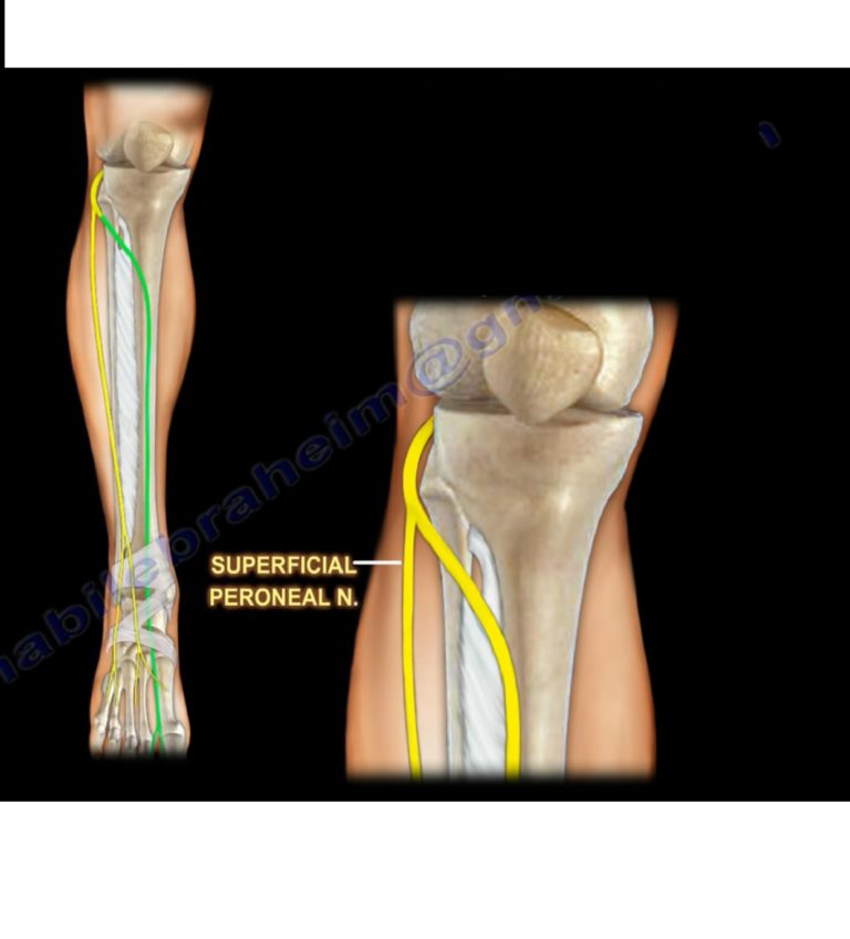 Superficial Peroneal Nerve Orthopaedicprinciples