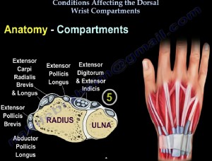 dorsal wrist compartment diseasesj
