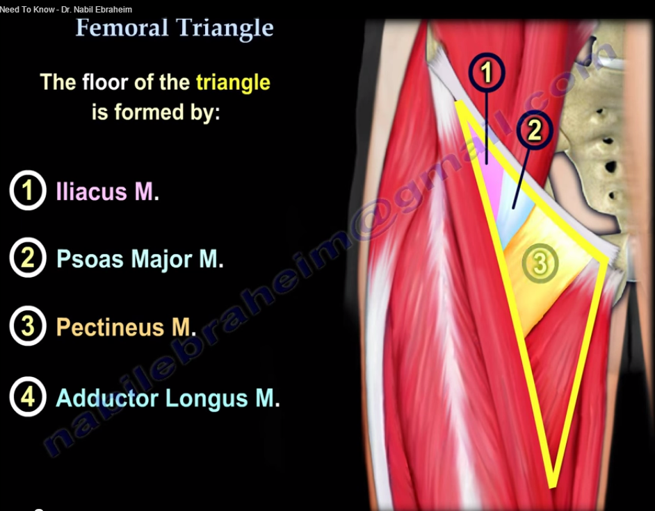 What Makes Up The Femoral Triangle