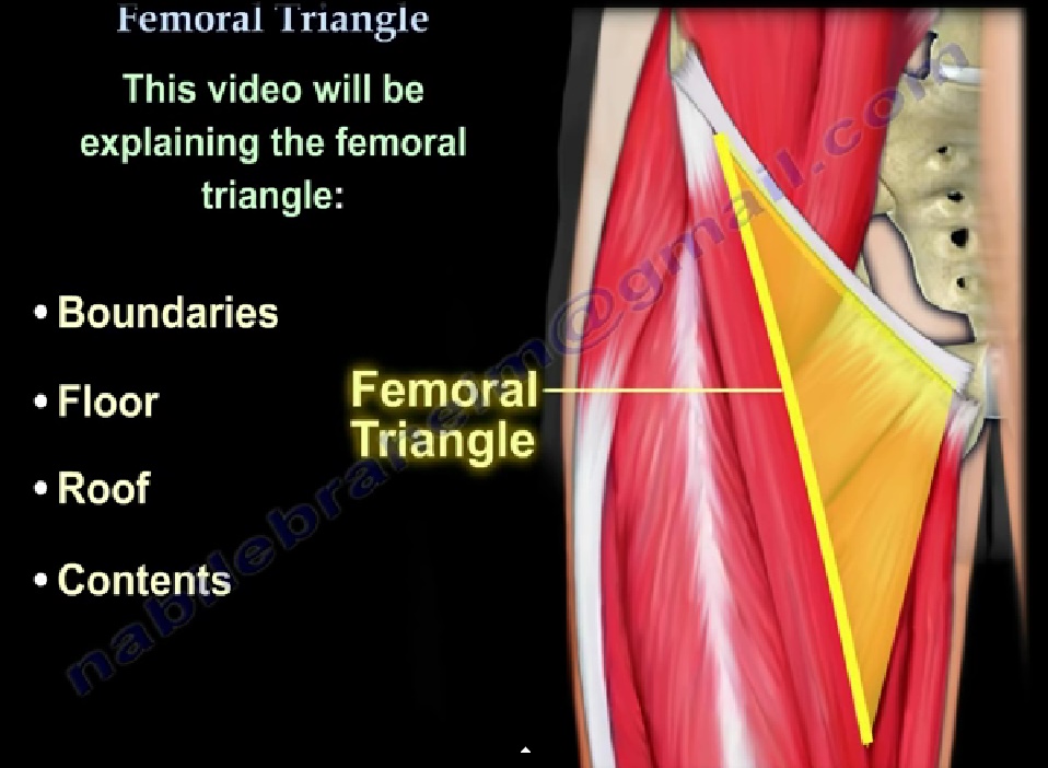 Anatomy of the #Femoral Triangle —