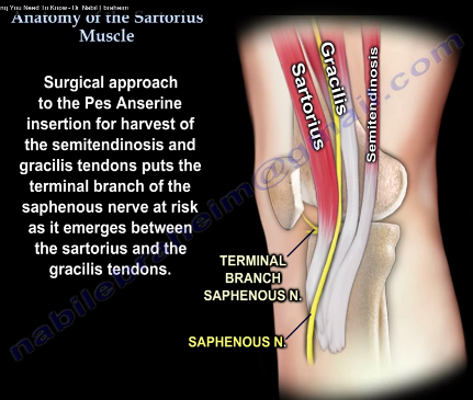Anatomy of the #Sartorius Muscle — OrthopaedicPrinciples.com