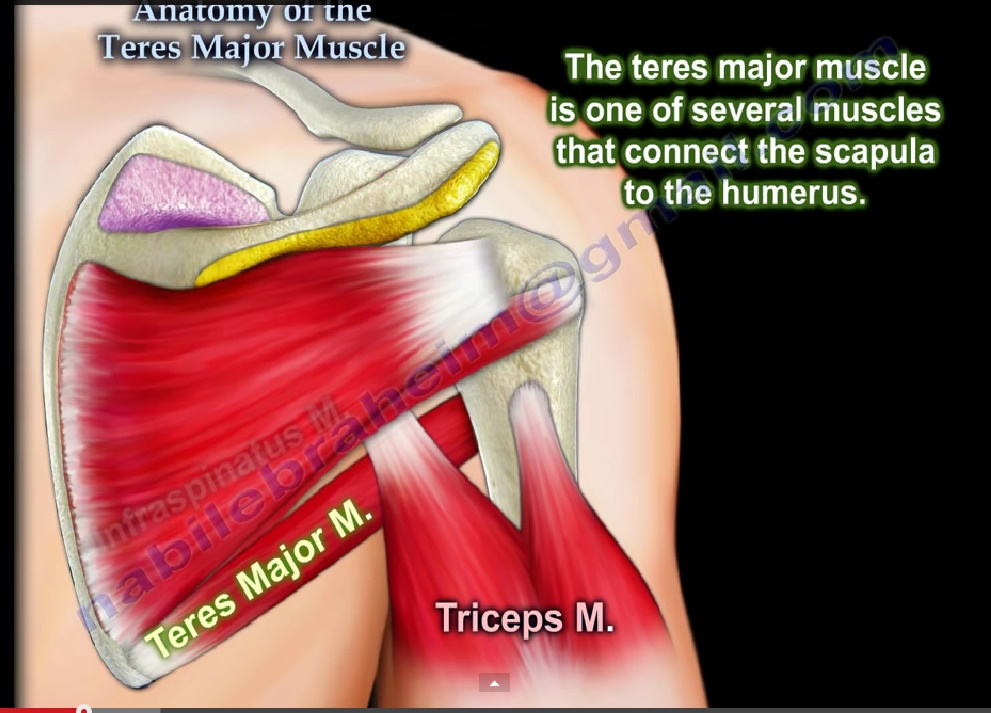 Anatomy of the Teres Major — OrthopaedicPrinciples.com