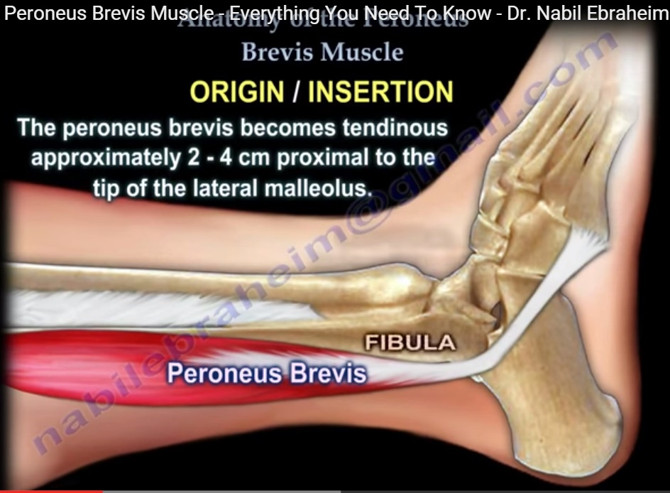 anatomy-of-the-peroneus-brevis-muscle-orthopaedicprinciples