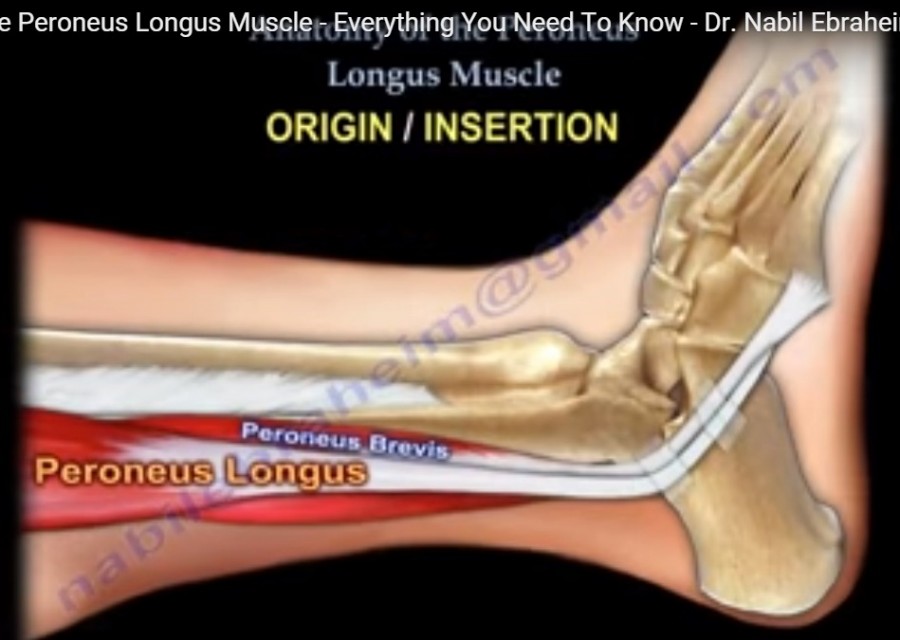 Anatomy Of The Peroneus Longus Muscle Orthopaedicprinciples