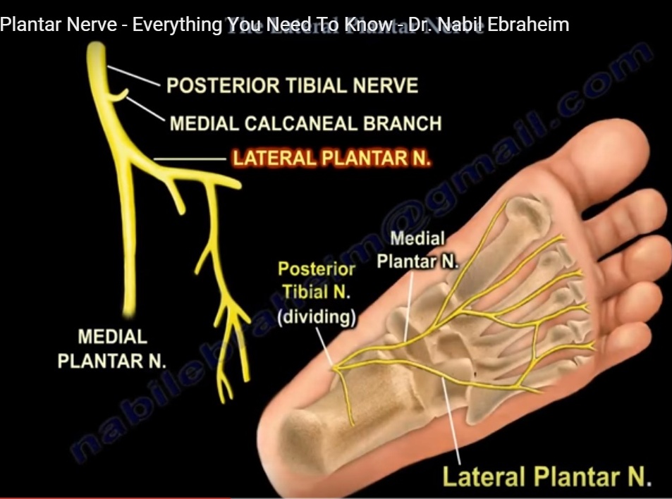 anatomy-of-lateral-plantar-nerve-orthopaedicprinciples