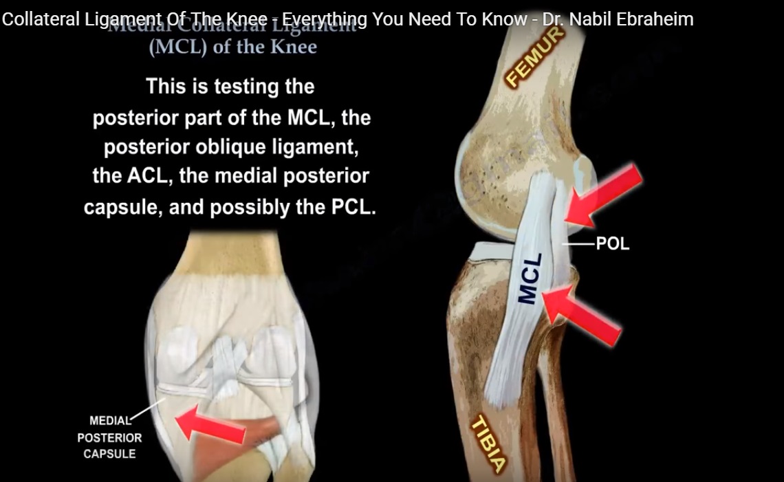 Medial Collateral Ligament of the Knee —