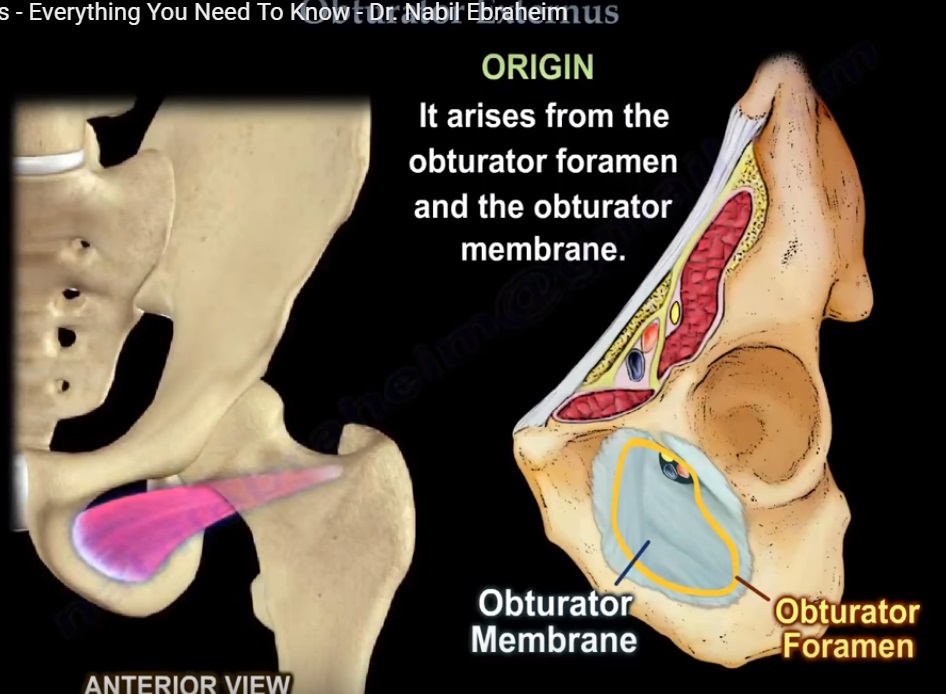 Anatomy of Obturator Externus — OrthopaedicPrinciples.com