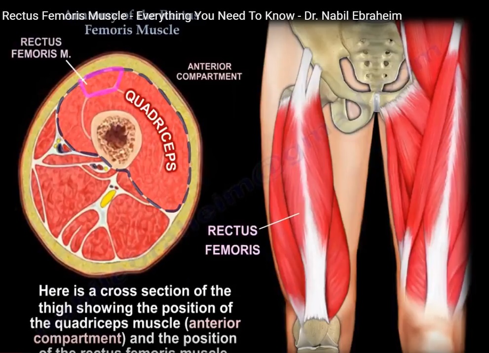 Anatomy Of Rectus Femoris Muscle OrthopaedicPrinciples