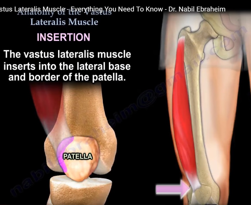 What Is The Vastus Lateralis Muscle