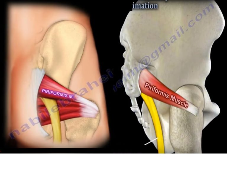 D Anatomy Of Sciatic Nerve Orthopaedicprinciples