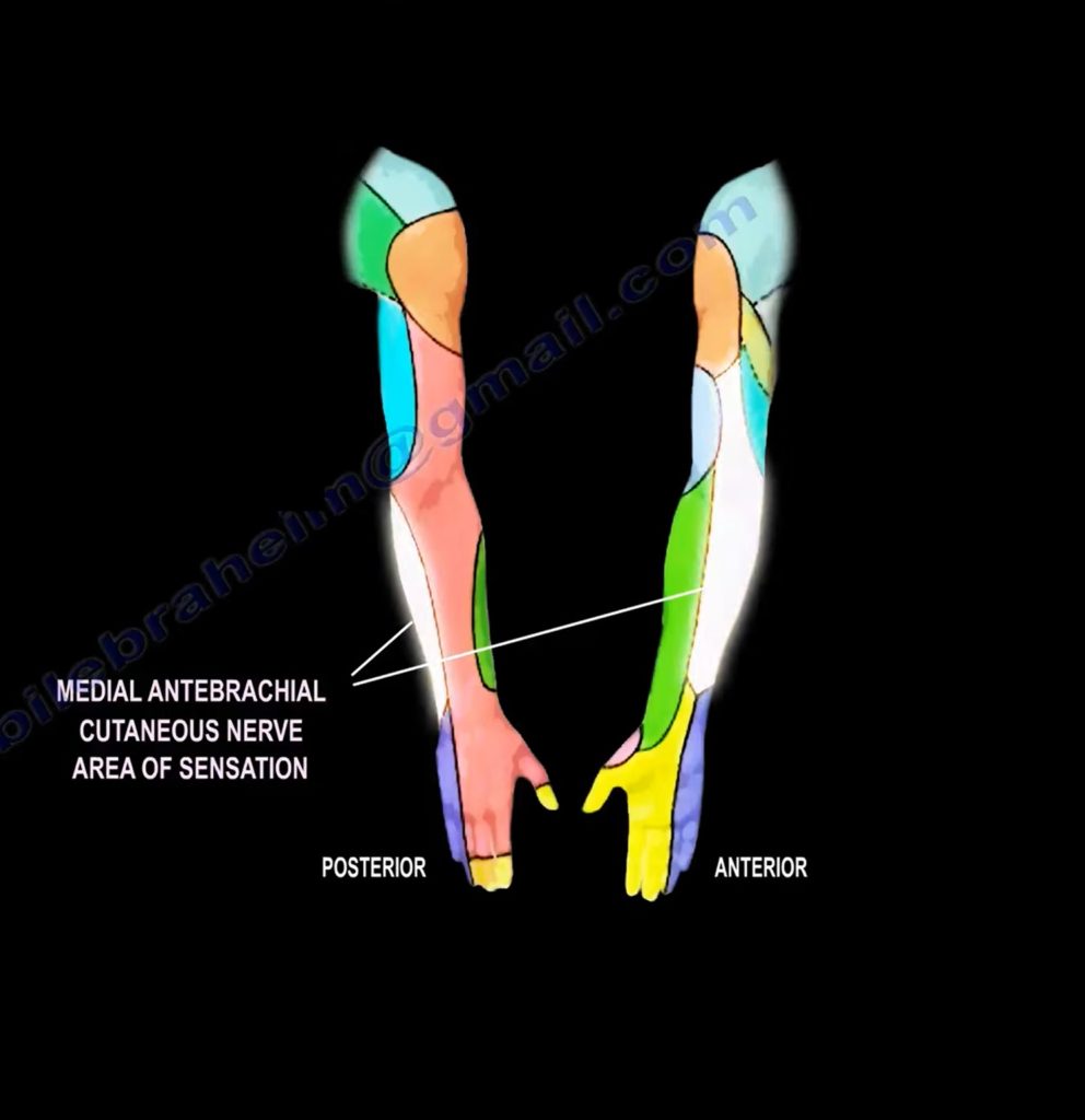 Medial Antebrachial Cutaneous Nerve Injury Orthopaedicprinciples