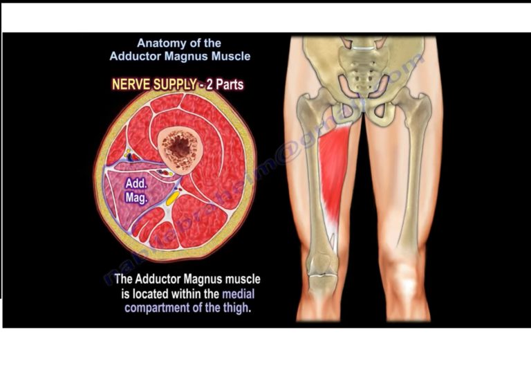 Anatomy Of The Adductor Magnus Muscle Orthopaedicprinciples