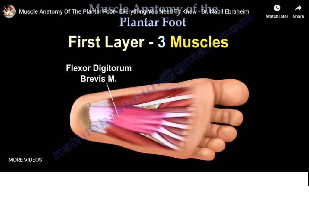 Anatomy Of The Sole Of Foot OrthopaedicPrinciples