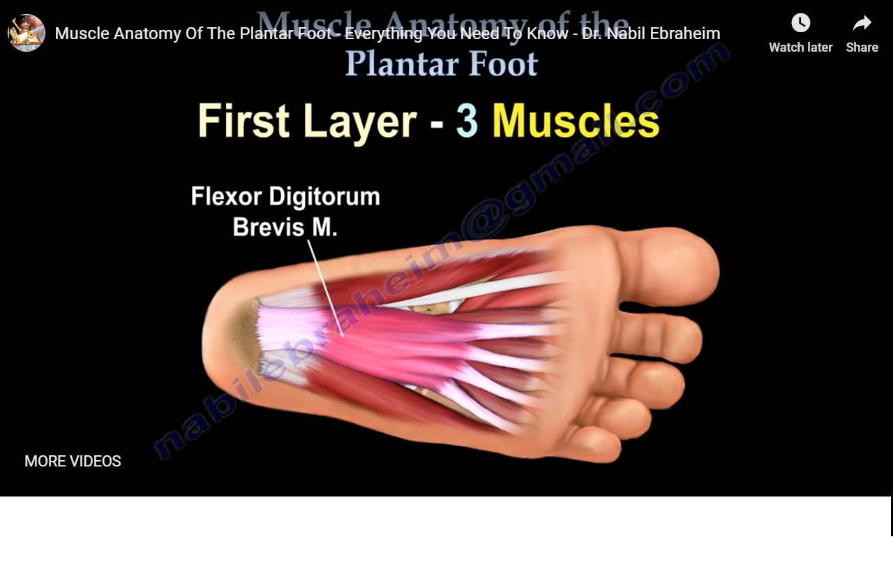 Anatomy of the Sole of Foot — OrthopaedicPrinciples.com