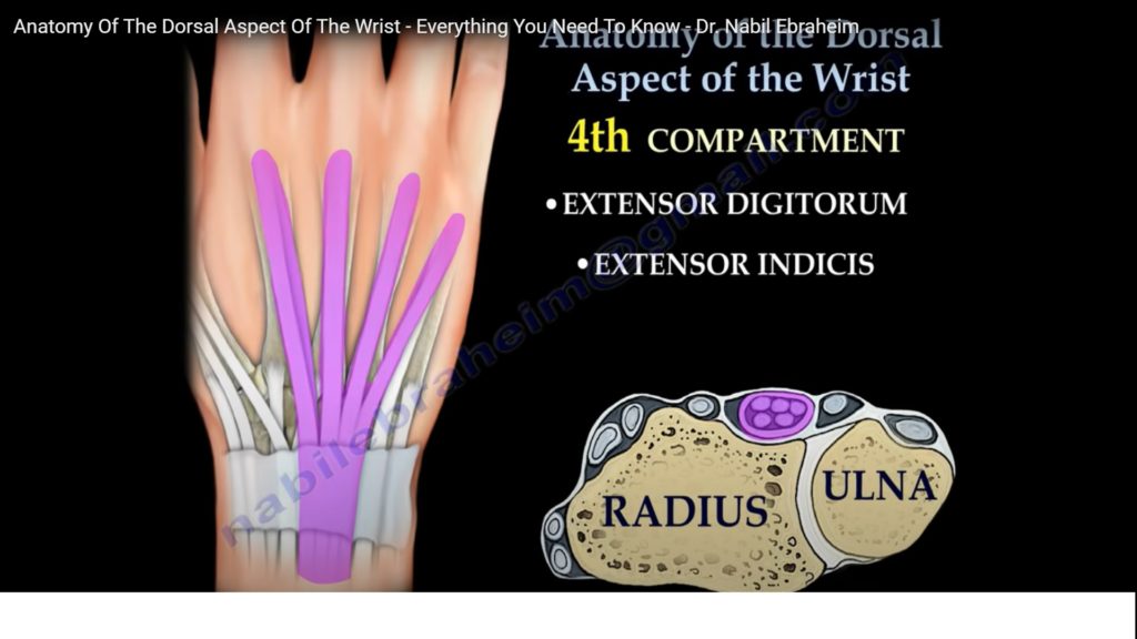 Dorsal Wrist Anatomy — OrthopaedicPrinciples.com