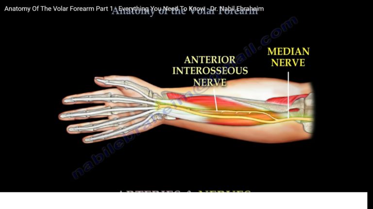 Anatomy of the Volar Forearm — OrthopaedicPrinciples.com