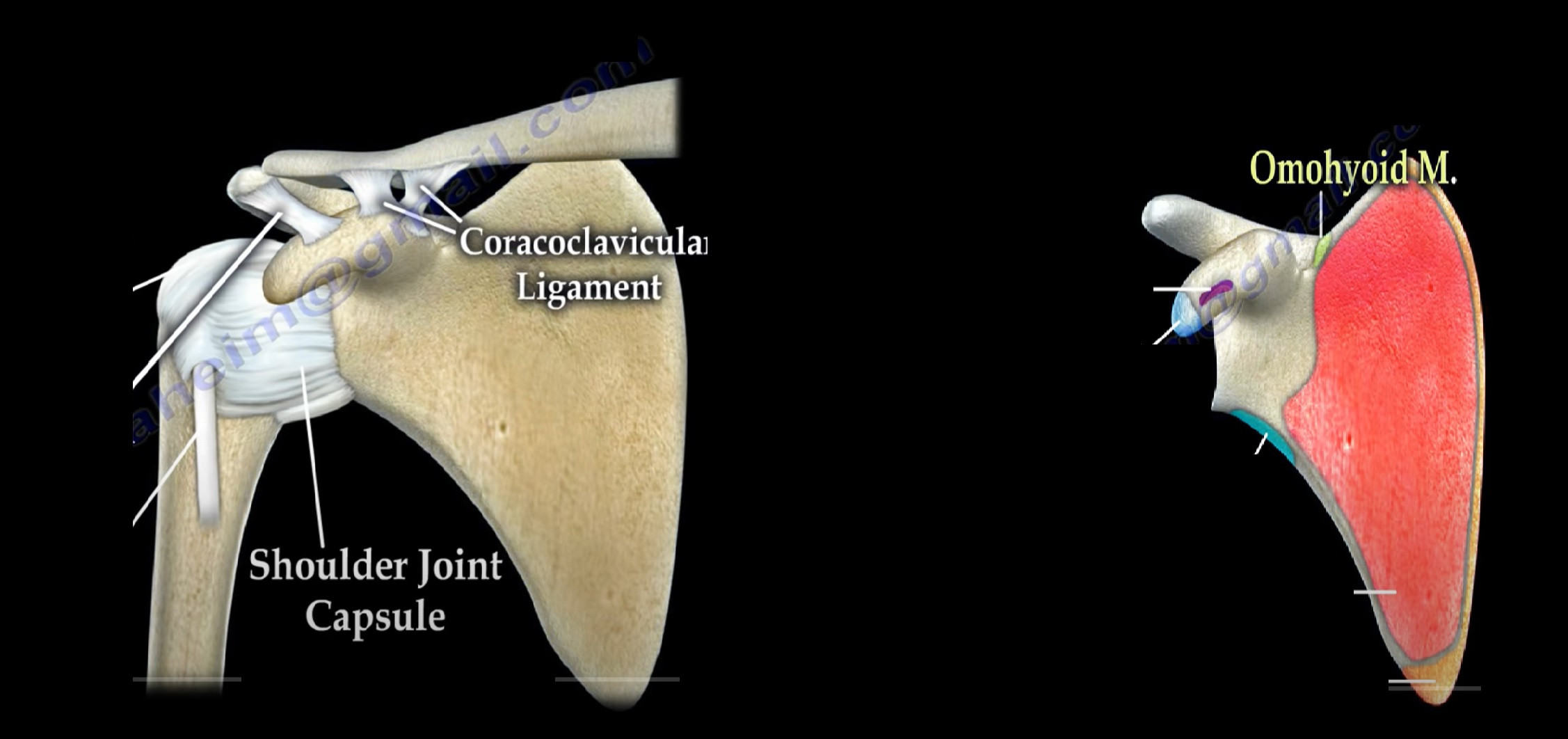 Bony And Ligamentous Anatomy Of Scapula OrthopaedicPrinciples