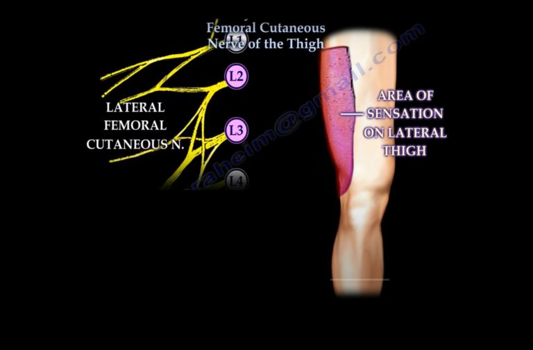 Lateral femoral cutaneous nerve — OrthopaedicPrinciples.com