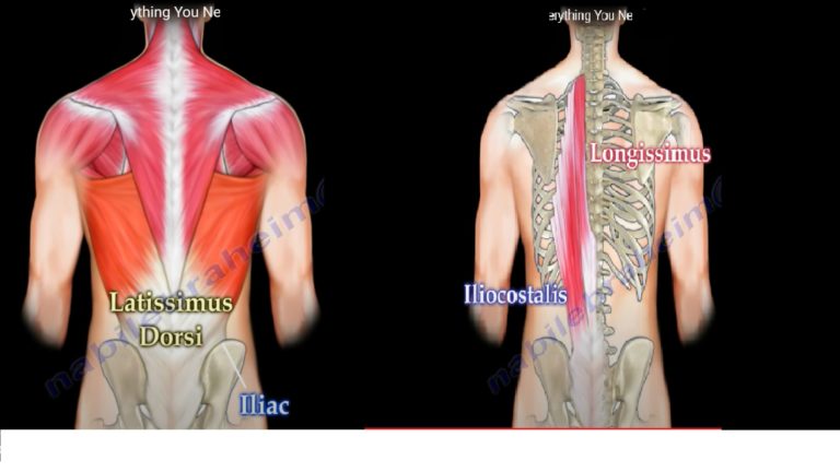 Muscle Anatomy of the Trunk — OrthopaedicPrinciples.com