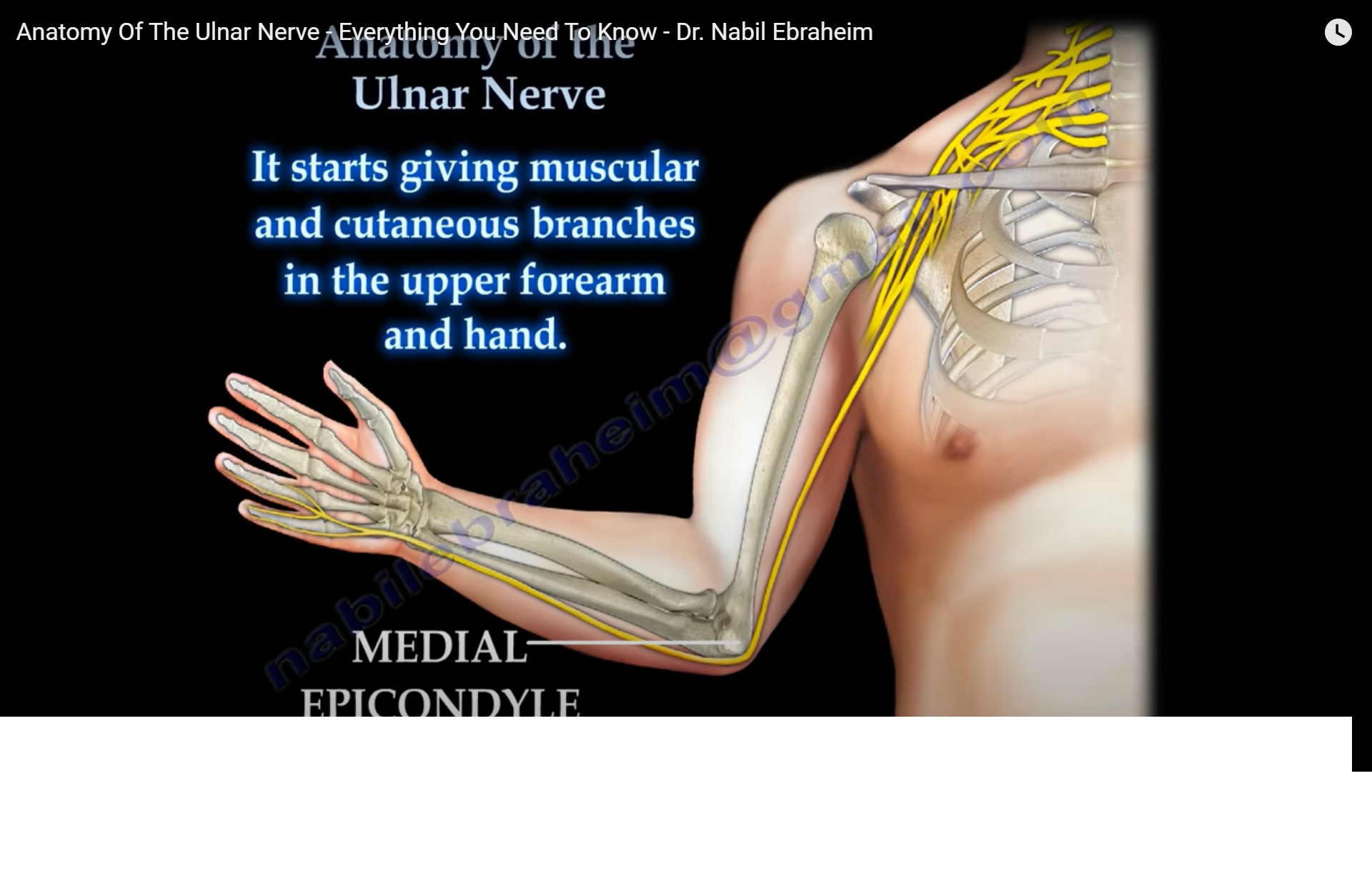 Ulnar Nerve Anatomy Diagram 6105