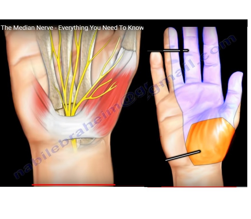 Median Nerve Anatomy and Branches — OrthopaedicPrinciples.com