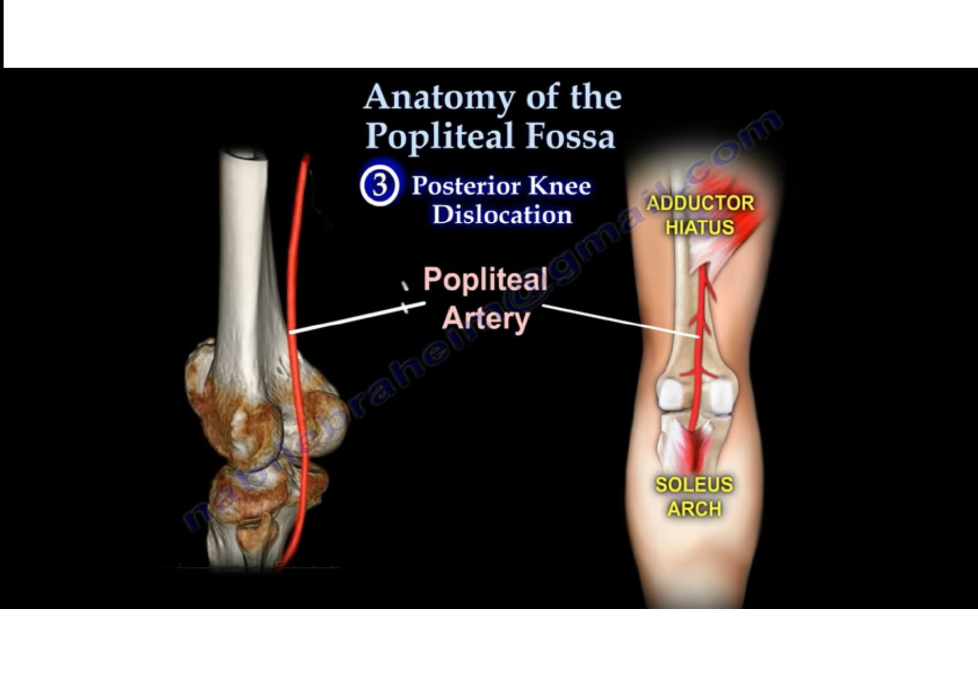 Popliteal Fossa Anatomy —