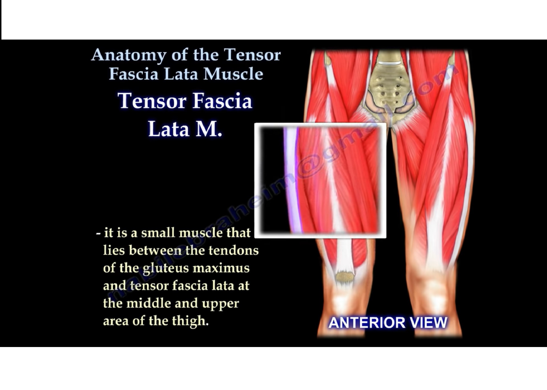 Tensor fascia lata - Anatomy - Orthobullets