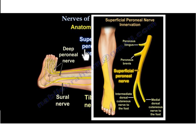 Nerves of the Leg and Foot — OrthopaedicPrinciples.com