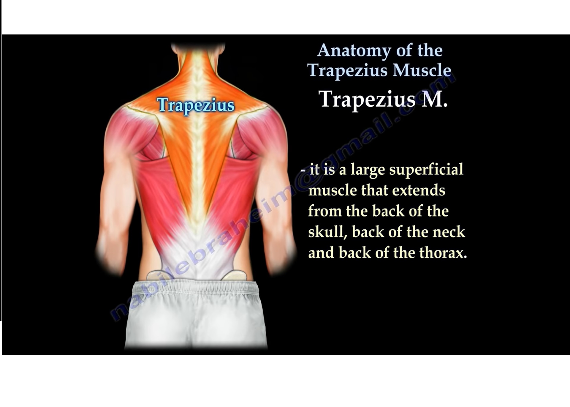 Anatomy Of Trapezius