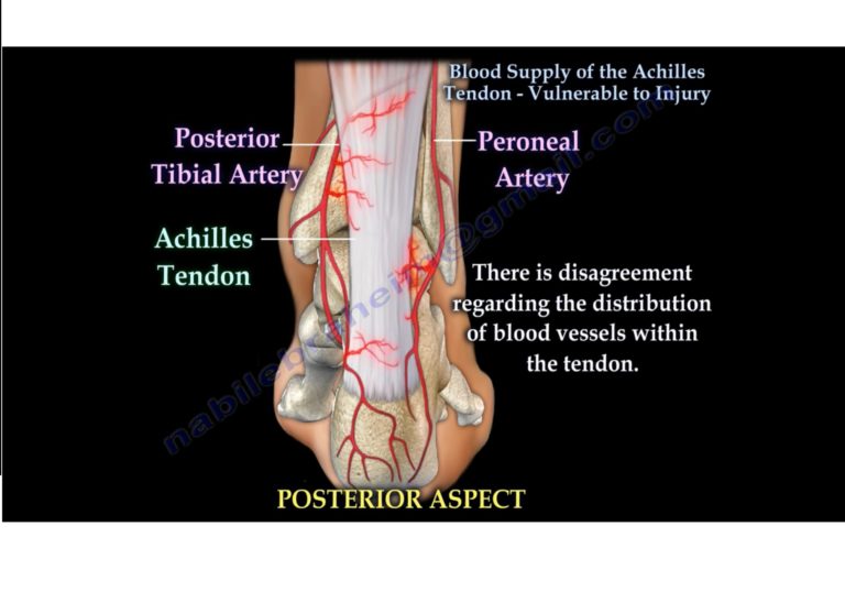 Blood Supply of the Achilles Tendon —