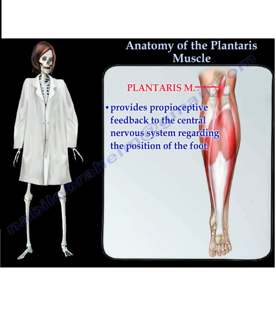 The Plantaris Muscle — OrthopaedicPrinciples.com