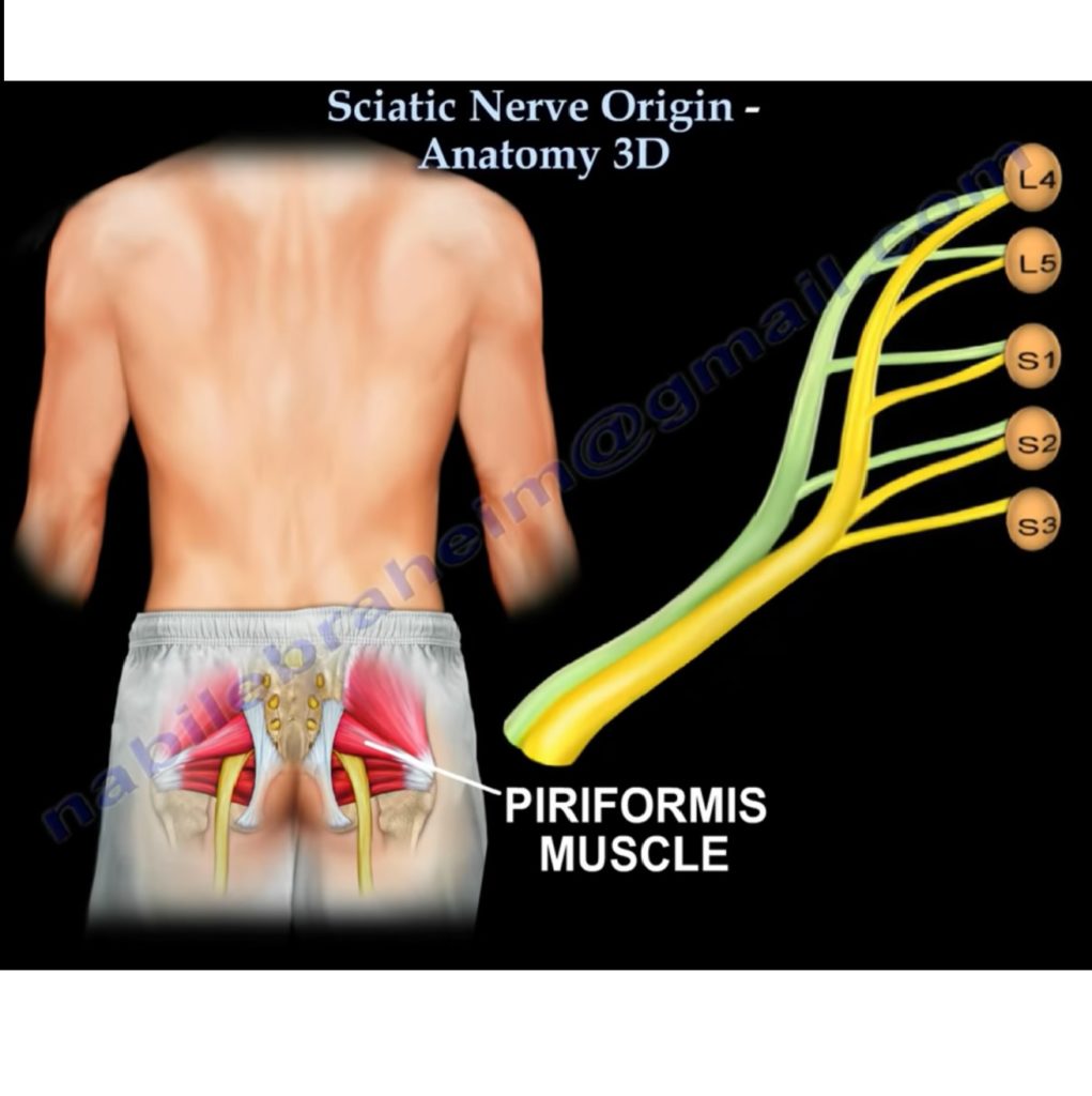 Sciatic Nerve Origin Anatomy — 5721