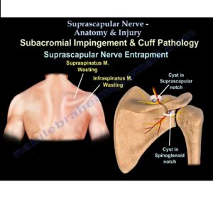 Suprascapular Nerve Anatomy — OrthopaedicPrinciples.com