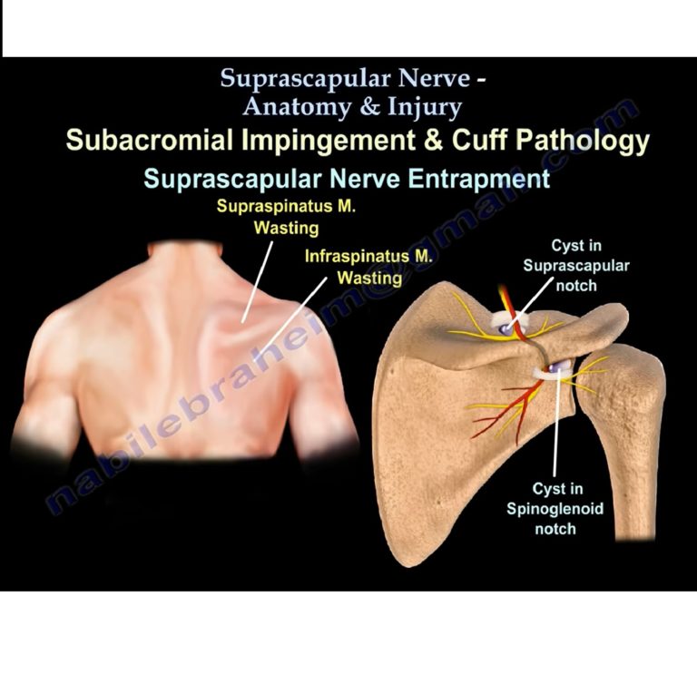 Suprascapular Nerve Pathway