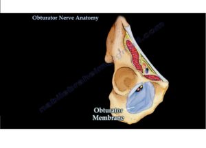 The Obturator Nerve — OrthopaedicPrinciples.com