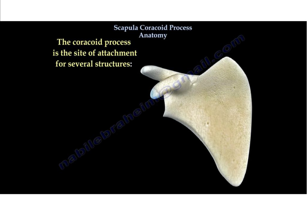 Coracoid process orthopaedicprinciples