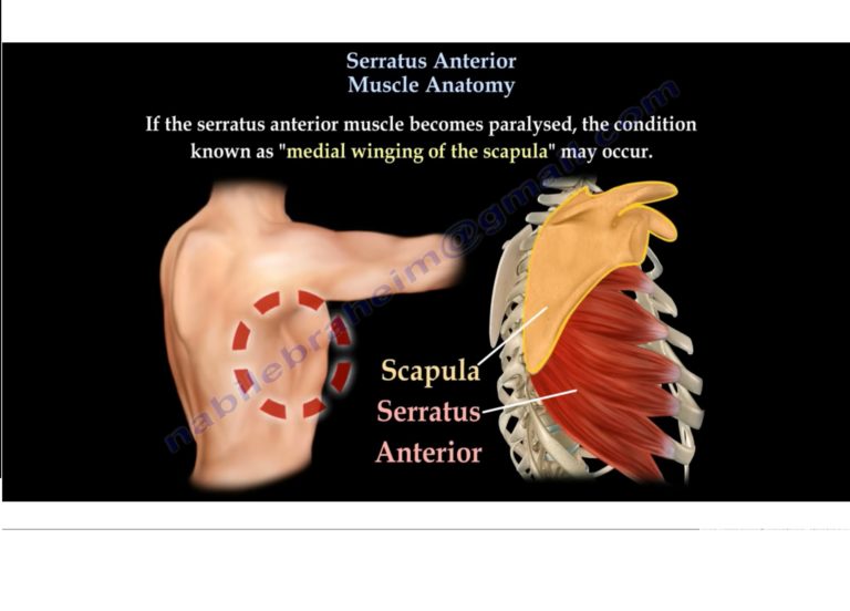 Serratus Anterior — OrthopaedicPrinciples.com