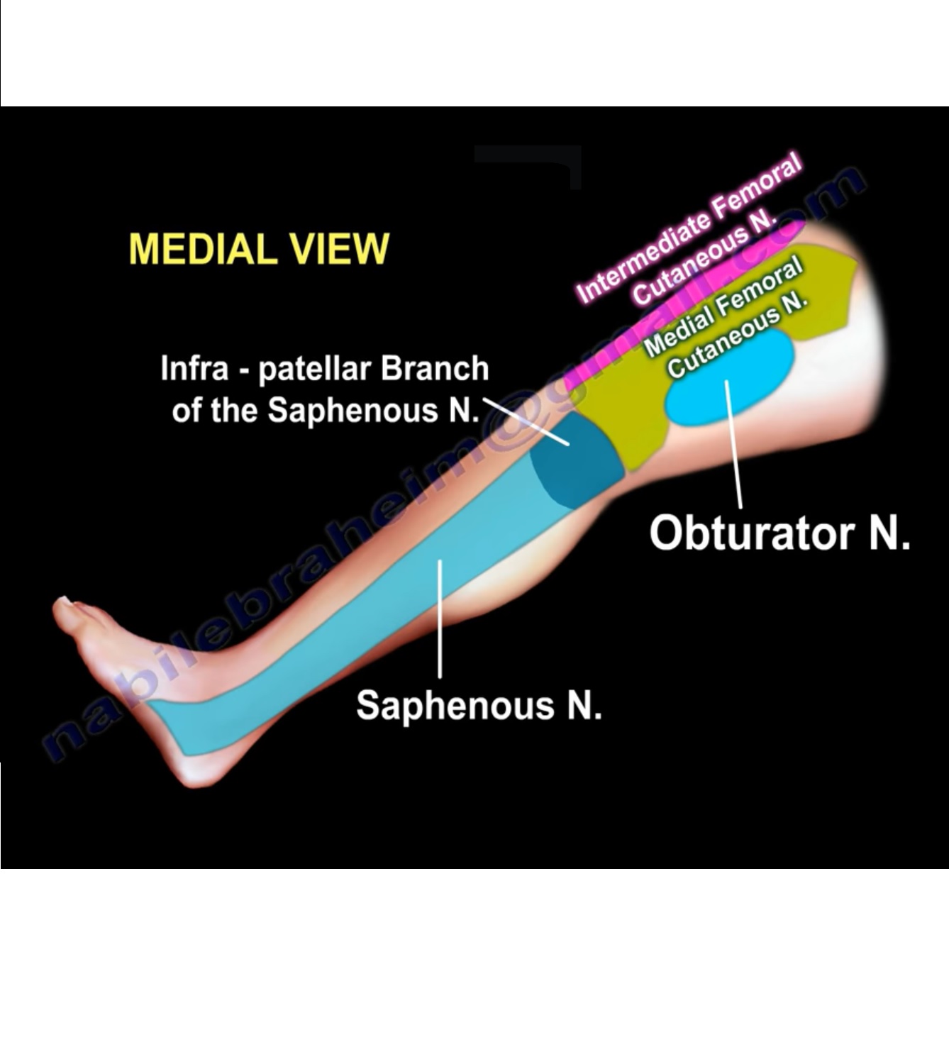 Sensory Supply over the Knee — OrthopaedicPrinciples.com