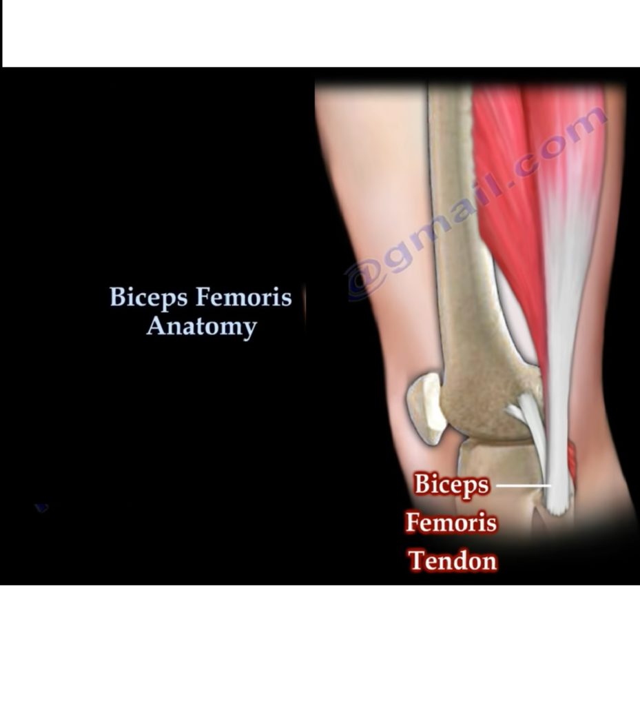 The Biceps Femoris Anatomy —