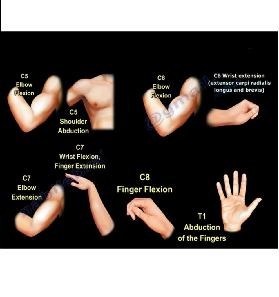 cervical-spine-disorders-orthopaedicprinciples