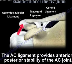Acromioclavicular Joint Examination — OrthopaedicPrinciples.com