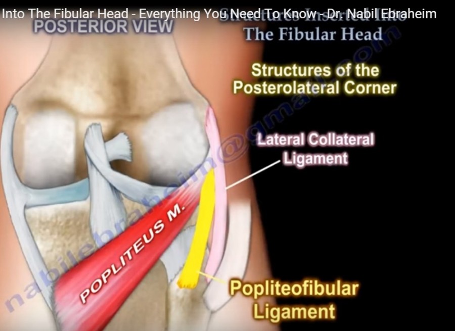 Structures inserted into the Fibular Head — OrthopaedicPrinciples.com