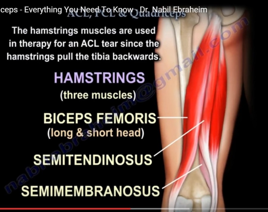 ACL, PCL Injury and role of #Quadriceps — OrthopaedicPrinciples.com