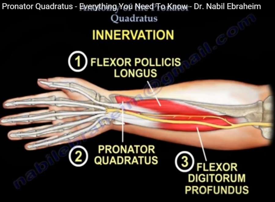 Anatomy Of Pronator Quadratus — OrthopaedicPrinciples.com