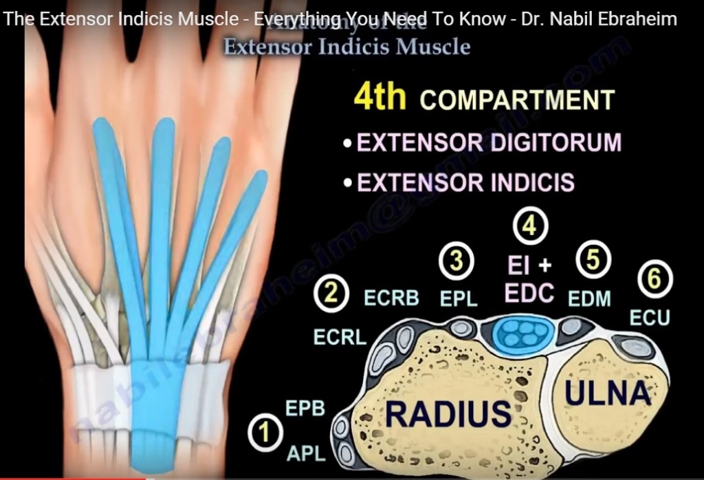 Anatomy of the #Extensor Indicis Muscle — OrthopaedicPrinciples.com