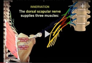 Anatomy of Dorsal Scapular #Nerve — OrthopaedicPrinciples.com