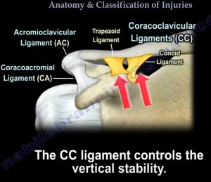 Acromioclavicular Joint #Anatomy and Classification of Injury ...