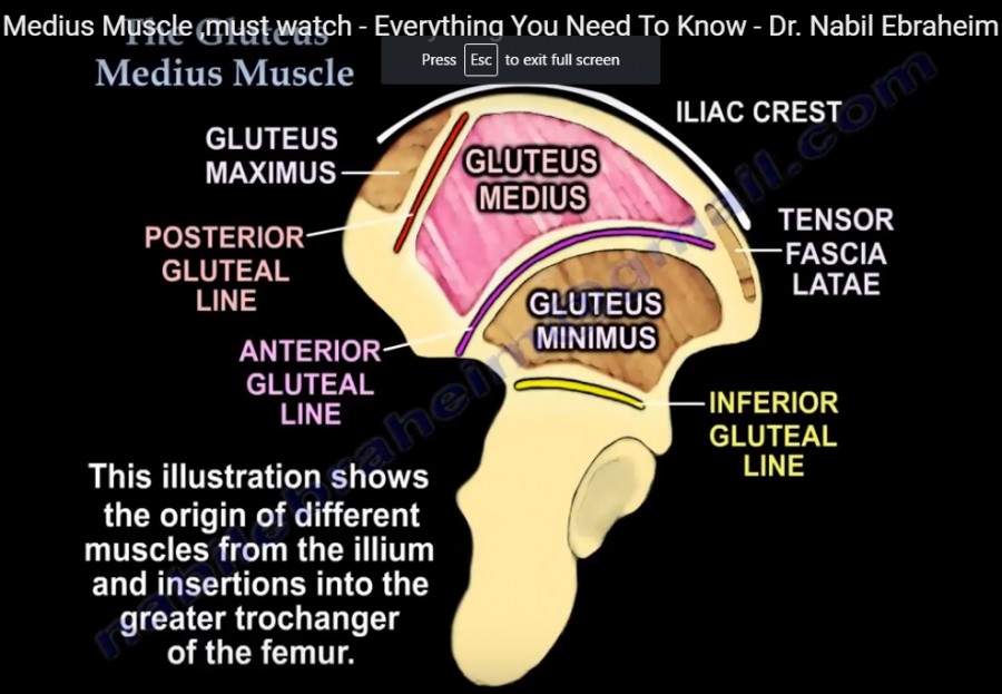 Gluteus Medius Anatomy Orthopaedicprinciples Com